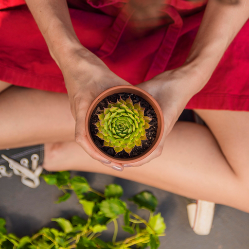 Consulta Ayurveda